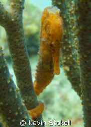 Sea Horse picture taken in about 20ft. of water at "The T... by Kevin Stokell 